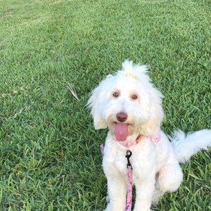 Meet your Posher, Alina